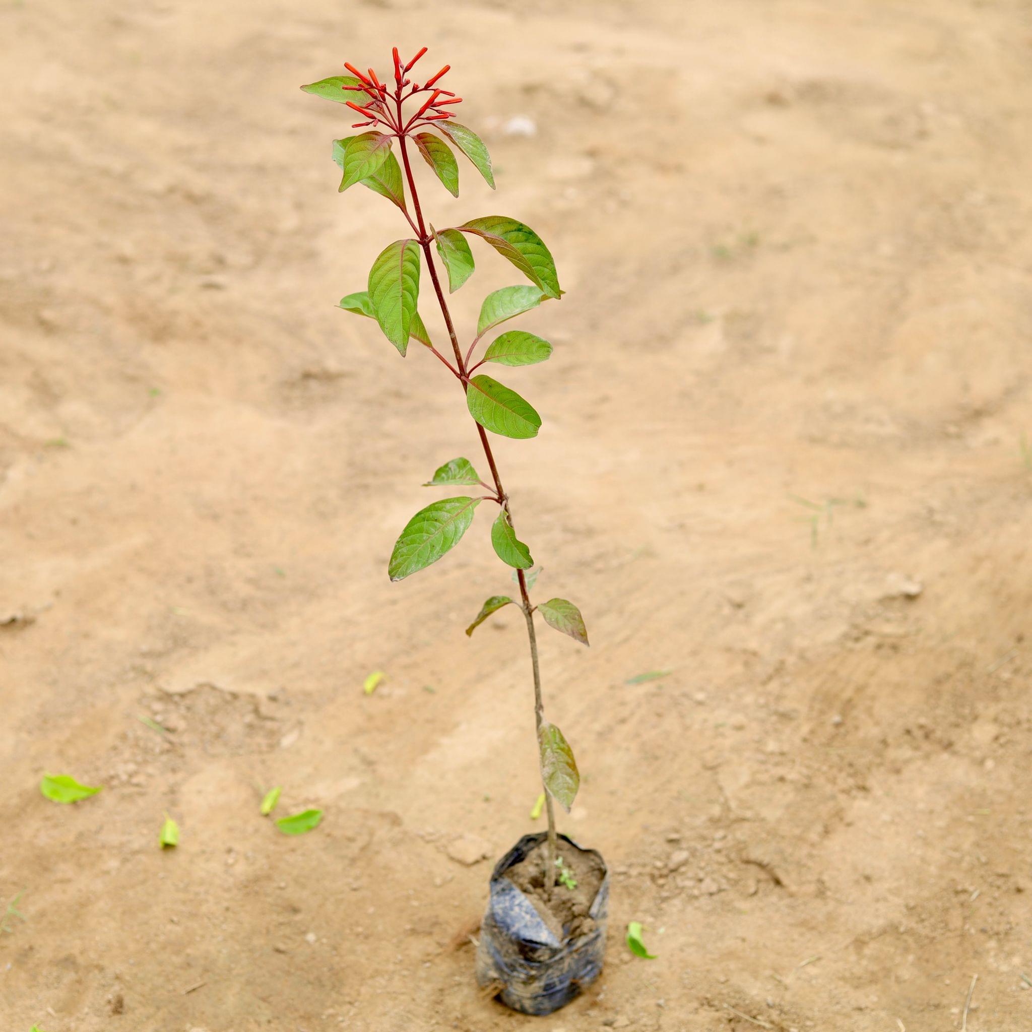 Hamelia (any colour) in 4 Inch Nursery Bag