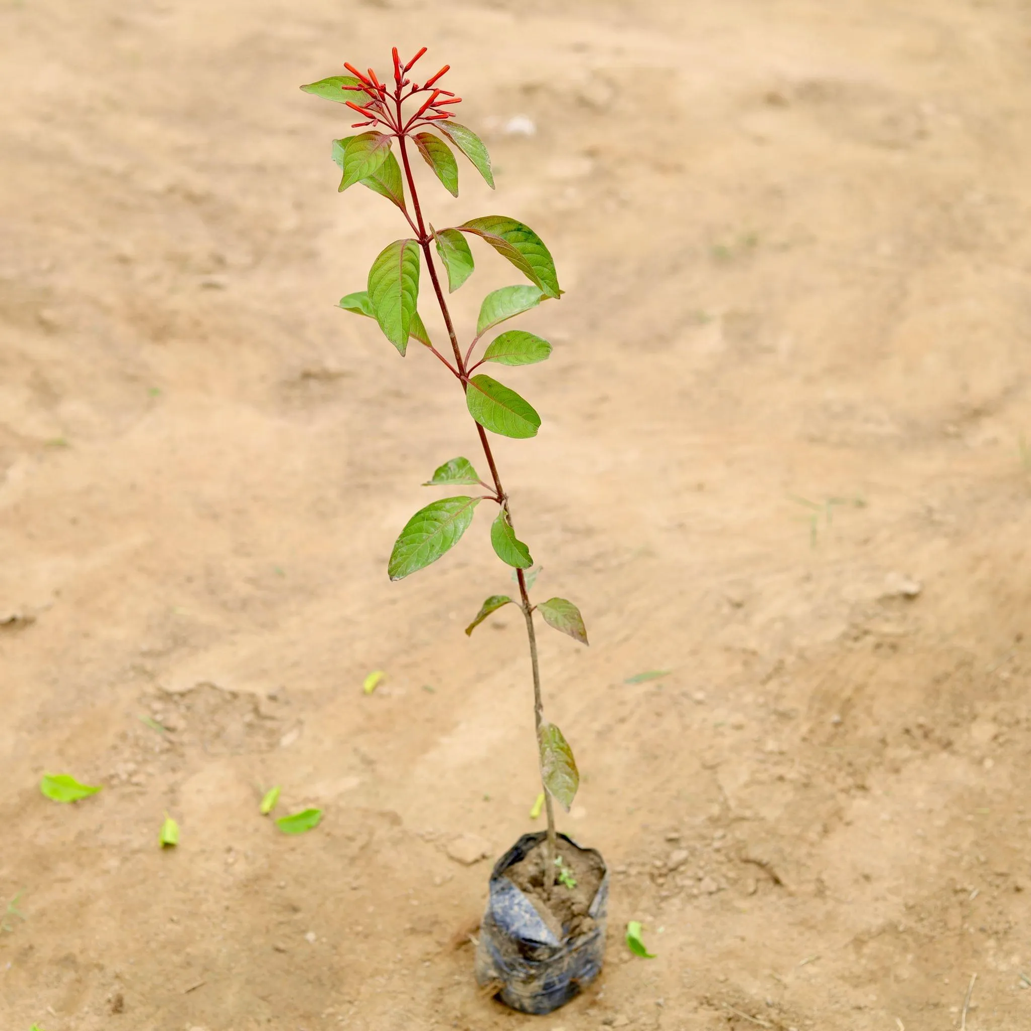 Hamelia (any colour) in 4 Inch Nursery Bag
