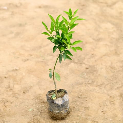 Mosambi Grafted in 4 Inch Nursery Bag