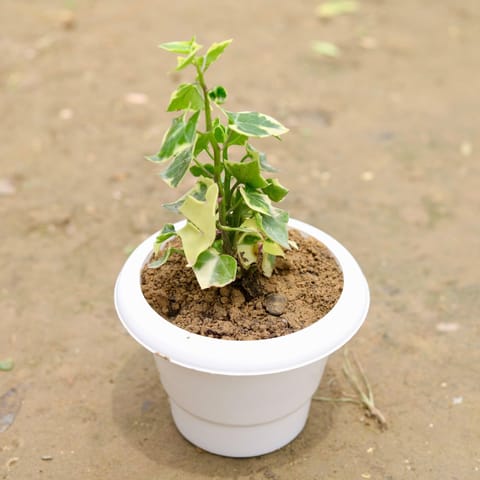 English Ivy in 6 Inch White Classy Plastic Pot