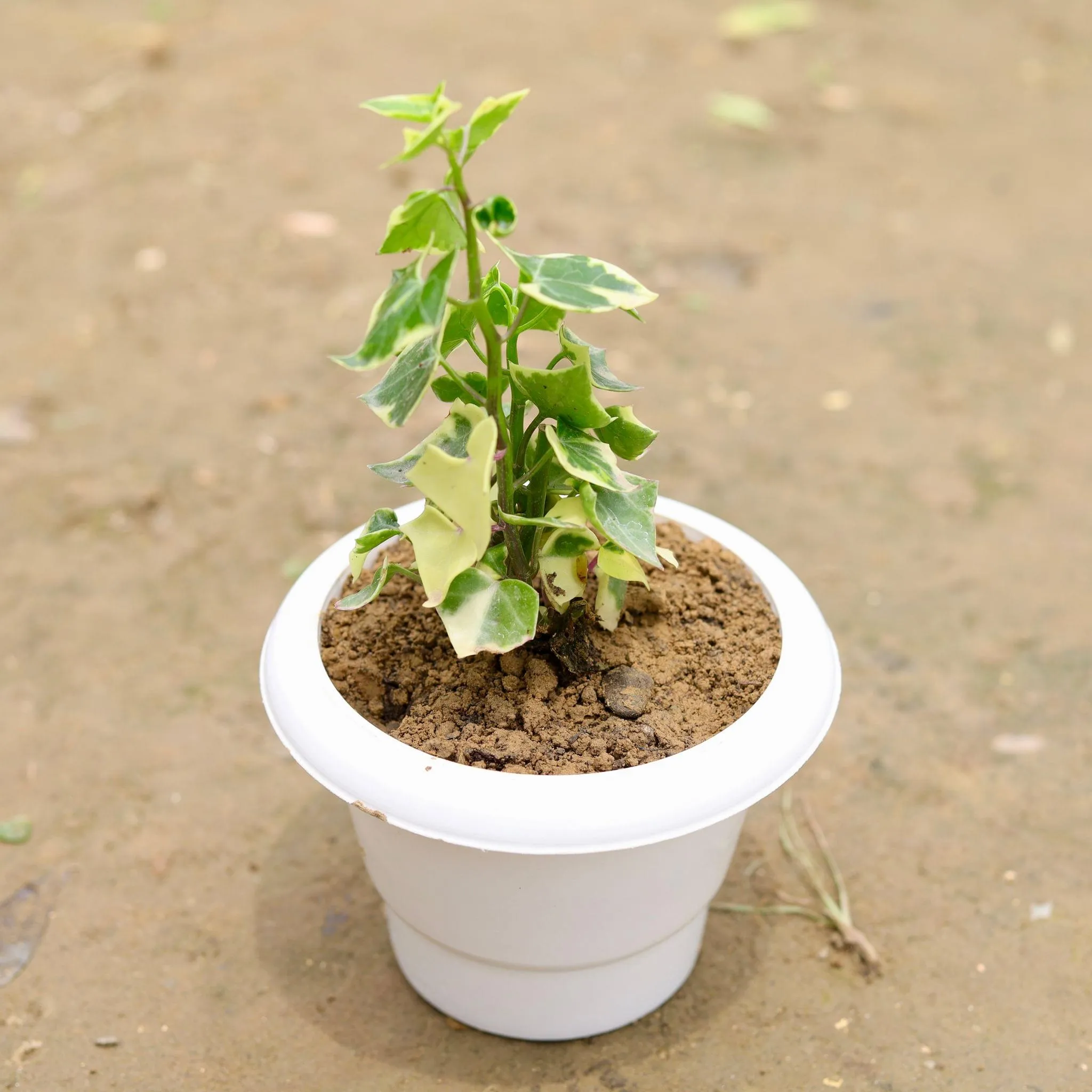 English Ivy in 6 Inch White Classy Plastic Pot