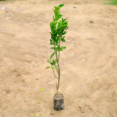 Mosambi Grafted in 4 Inch Nursery Bag