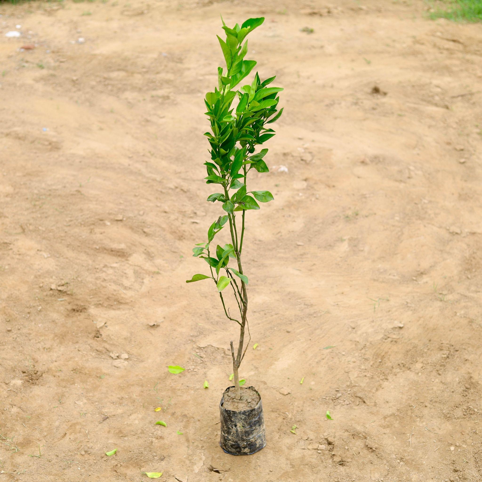 Mosambi Grafted in 4 Inch Nursery Bag