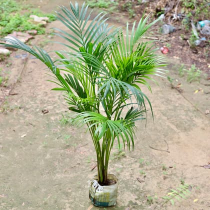 Buy Areca Palm (~ 1.5 Ft) in 7 Inch Nursery Bag Online | Urvann.com