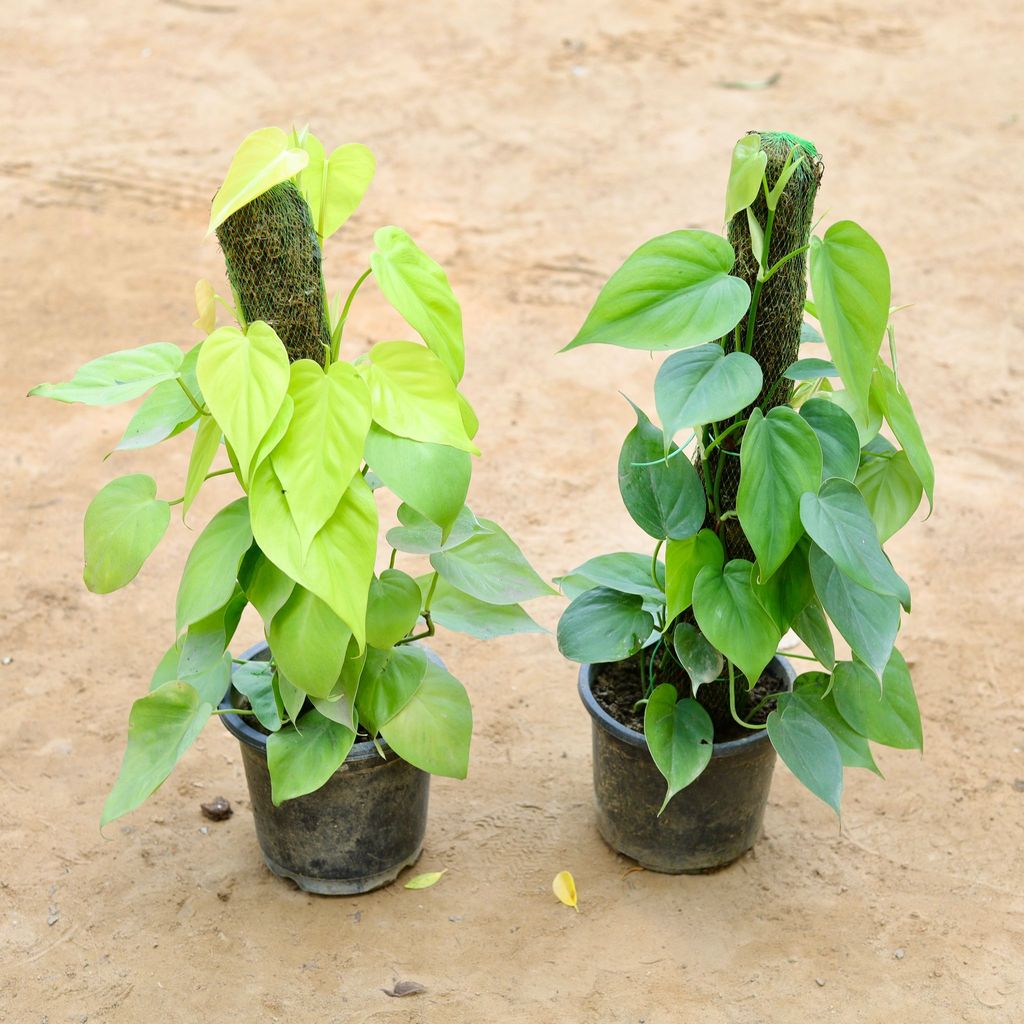 Buy Set of 2 - Oxycardium (Green & Golden) with 2 Ft Moss Stick in 7 Inch Plastic Pot Online | Urvann.com Set of 2 - Oxycardium (Green & Golden) with 2 Ft Moss Stick in 7 Inch Nursery Pot