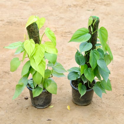 Buy Set of 2 - Oxycardium (Green & Golden) with 2 Ft Moss Stick in 7 Inch Plastic Pot Online | Urvann.com