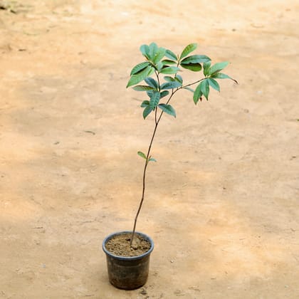 Buy Laila Majnu / Excoecaria (~ 2 Ft) in 7 Inch Plastic Pot Online | Urvann.com