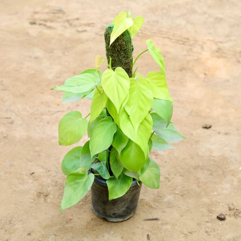 Oxycardium Golden with 2 Ft Moss Stick in 7 Inch Nursery Pot
