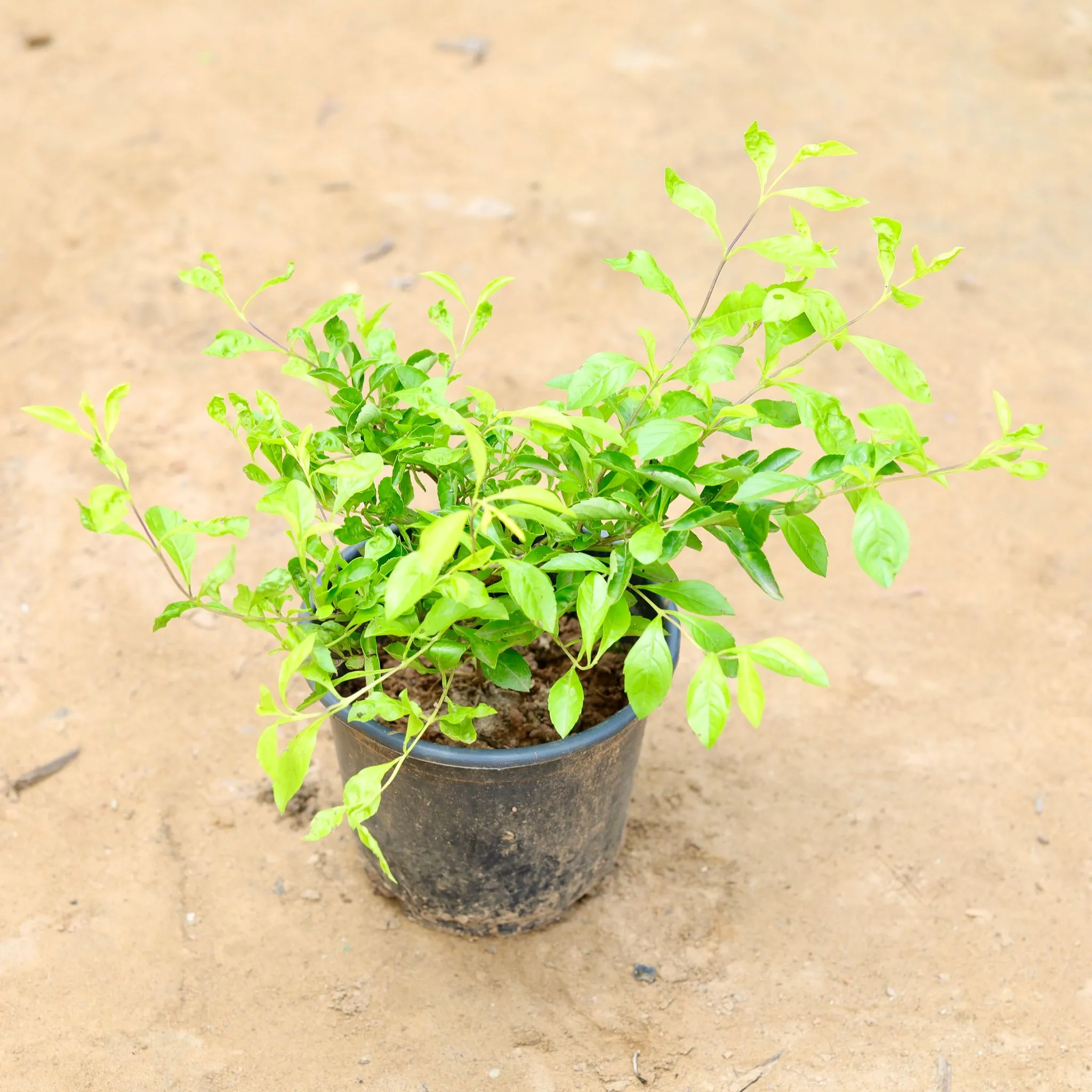 Duranta Golden in 6 Inch Nursery Pot