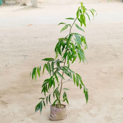 Buy Ashoka Pendula (~ 5 Ft) in 8 Inch Nursery Bag Online | Urvann.com