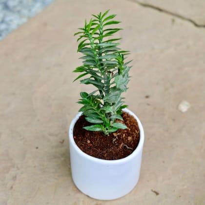 Buy Pedilanthus tithymaloides 'Nanus' / Devil's Backbone in 4 Inch Classy White Cup Ceramic Pot Online | Urvann.com