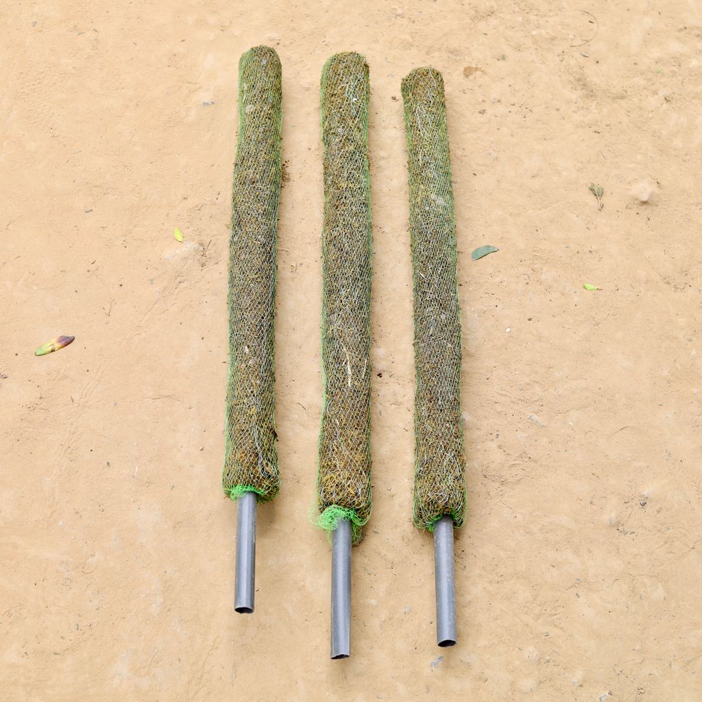 Set of 3 - Moss Stick - 3 Ft