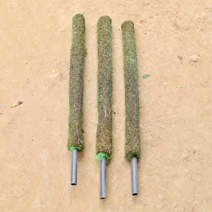 Buy Set of 3 - Moss Stick - 3 Ft Online | Urvann.com