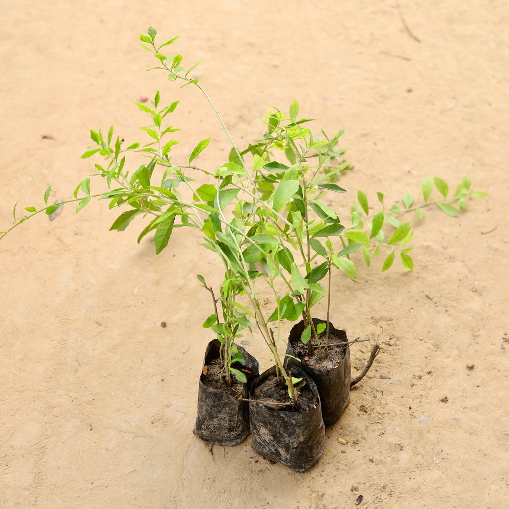 Free Next Day Delivery Set of 3 Parda Bel / Curtain Creeper in 4