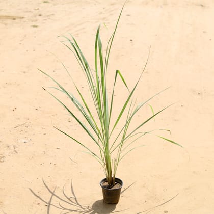 Buy Lemon Grass in 6 Inch Plastic Pot Online | Urvann.com