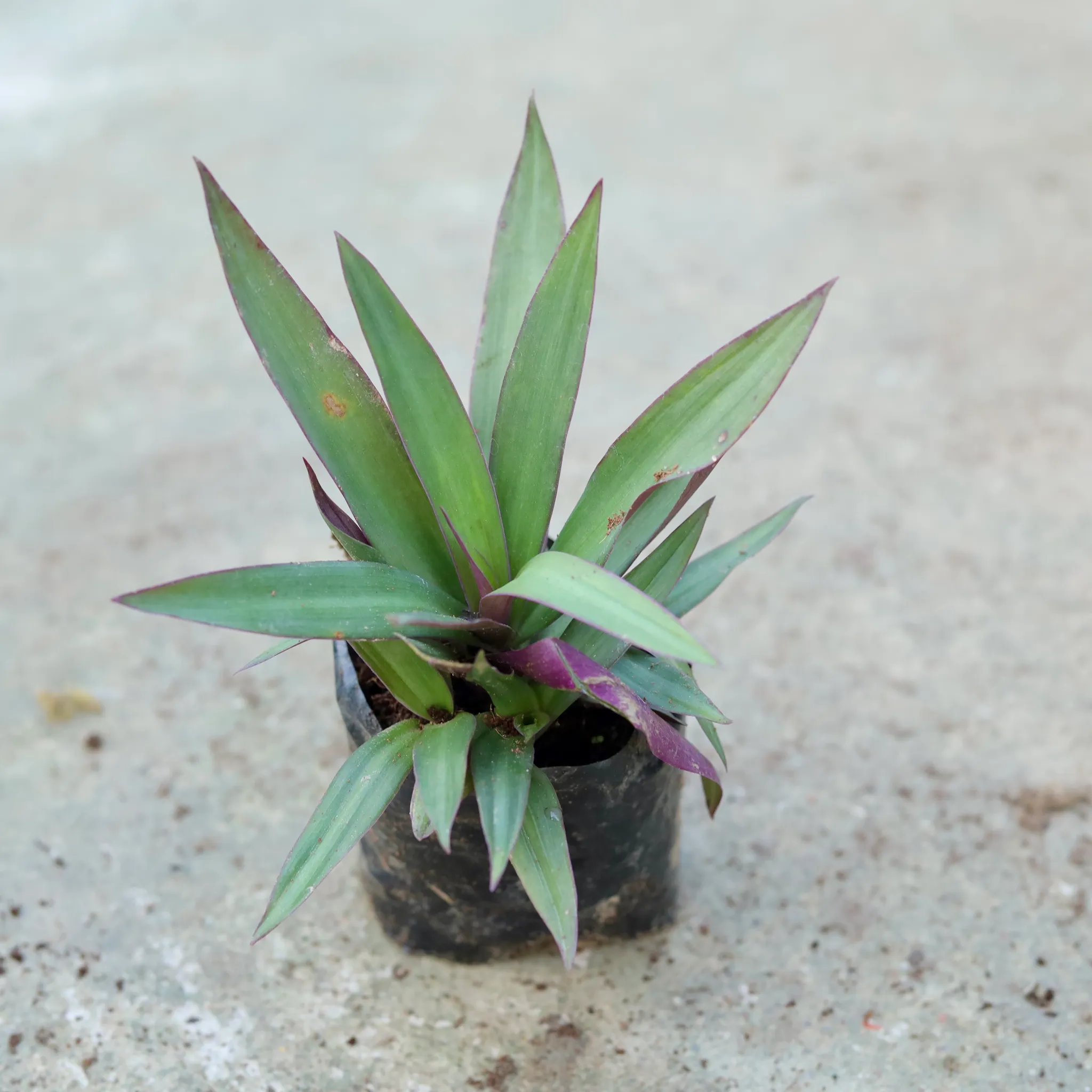 Rhoeo /Durangi in 5 Inch Nursery bag