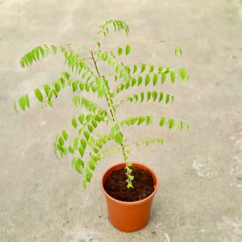 Curry Patta in 6 Inch Live Fresh Plant Red Nursery Pot in Sector 69