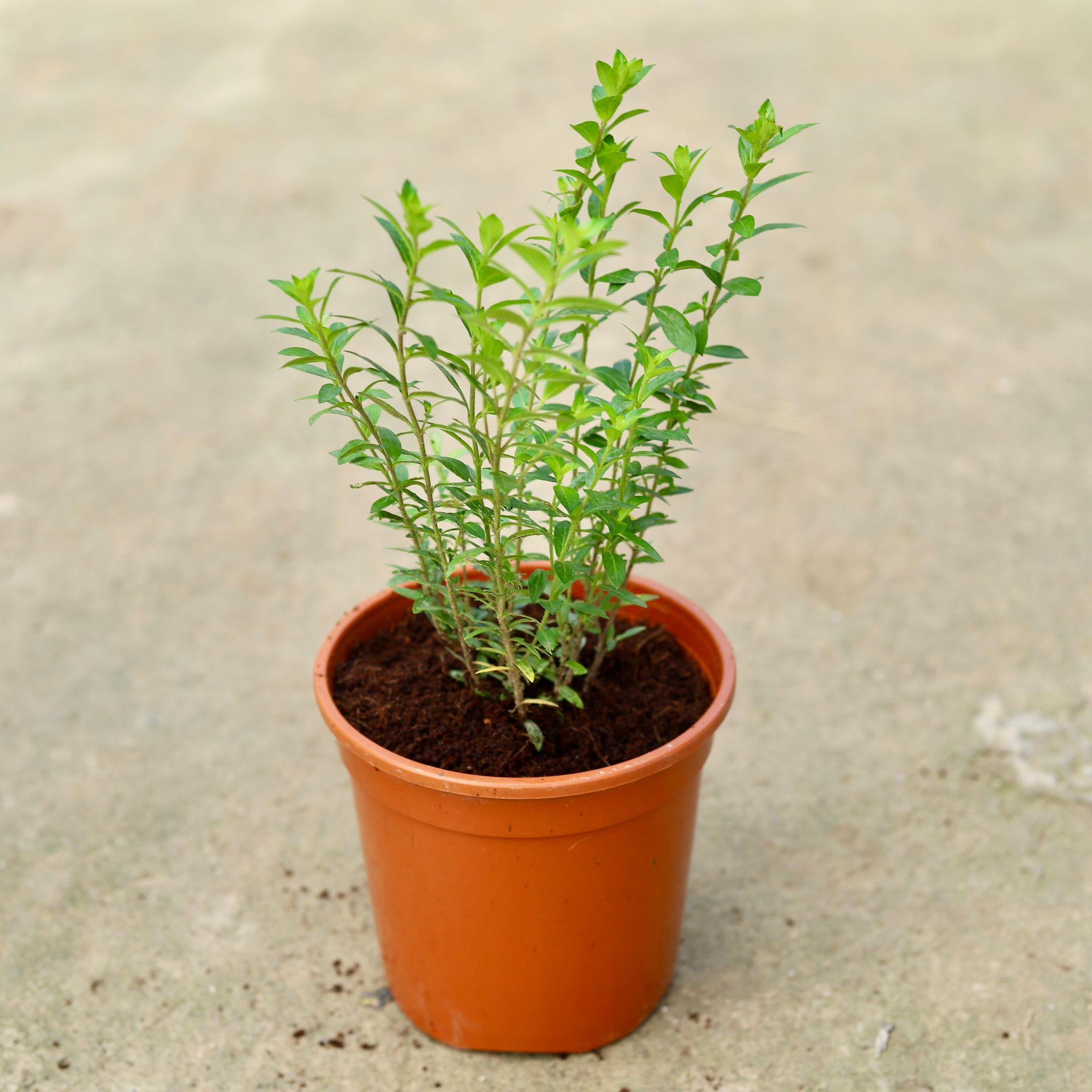 Cuphea / False Heather (any colour) in 6 Inch Red Nursery Pot