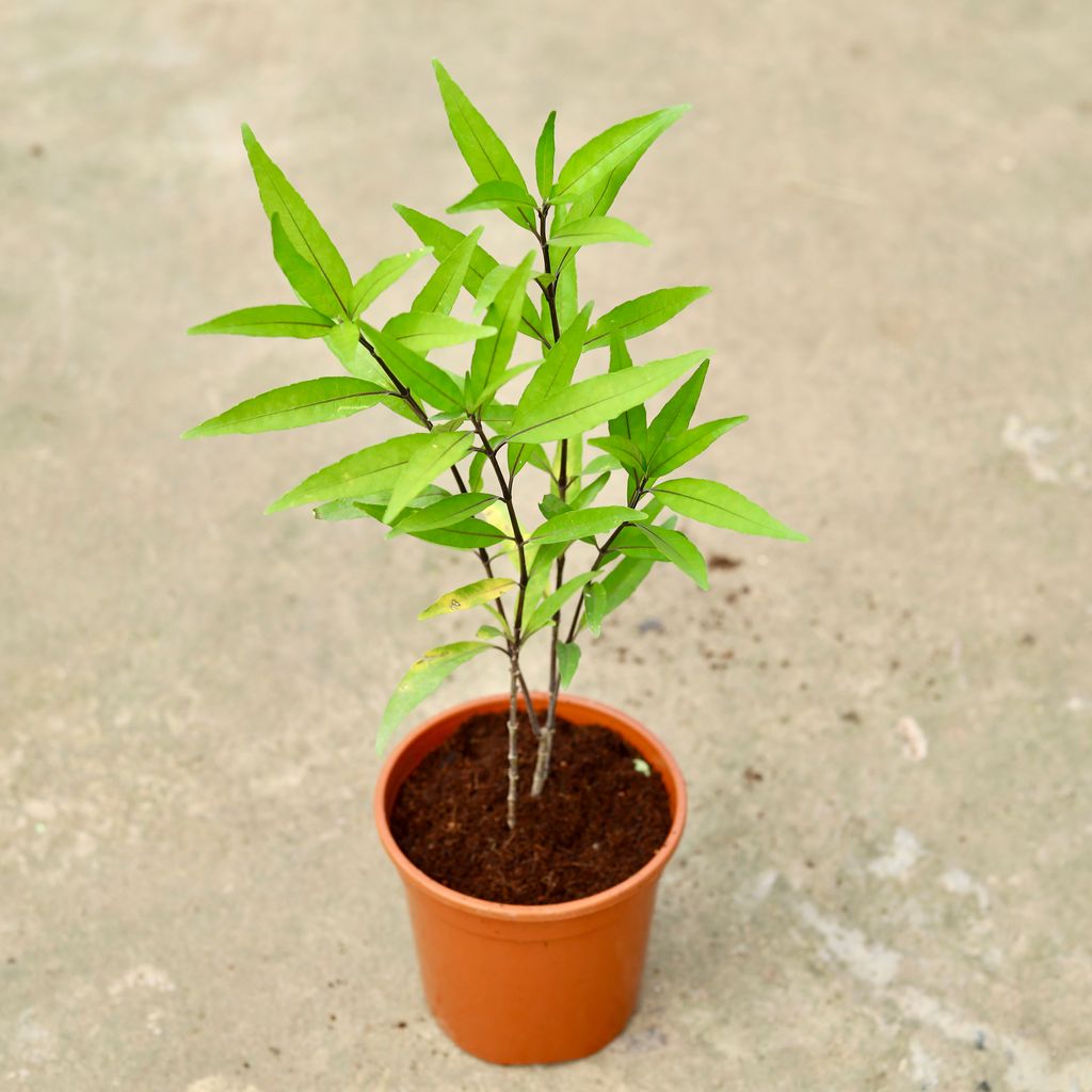 Buy Sukh Shanti In 6 Inch Red Nursery Pot Online | Urvann.com Sukh Shanti in 6 Inch Red Nursery Pot