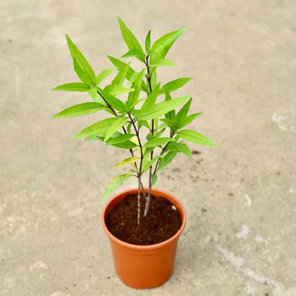 Buy Sukh Shanti  In 6 Inch Red Nursery Pot Online | Urvann.com