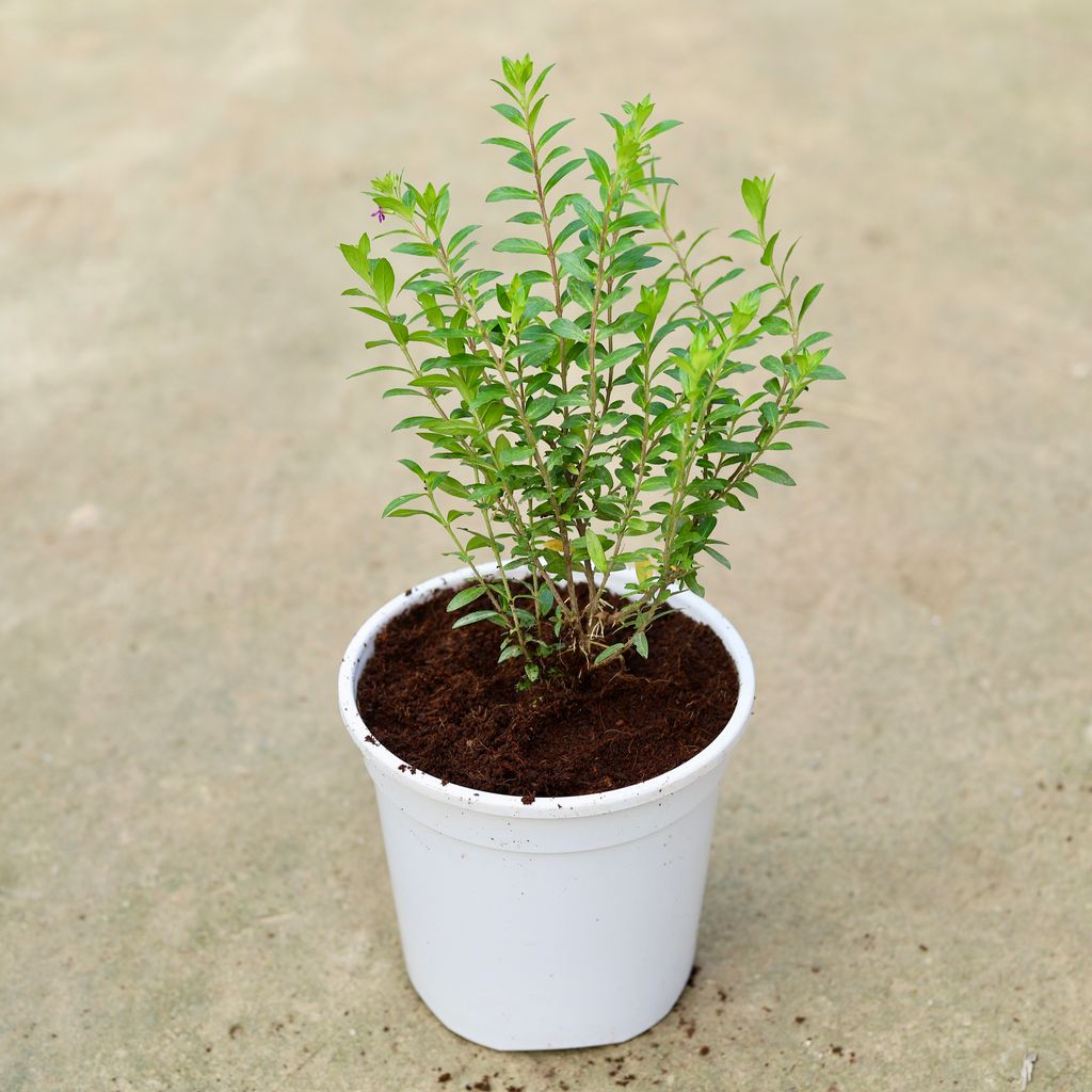 Cuphea / False Heather (any colour) in 6 Inch White Nursery Pot