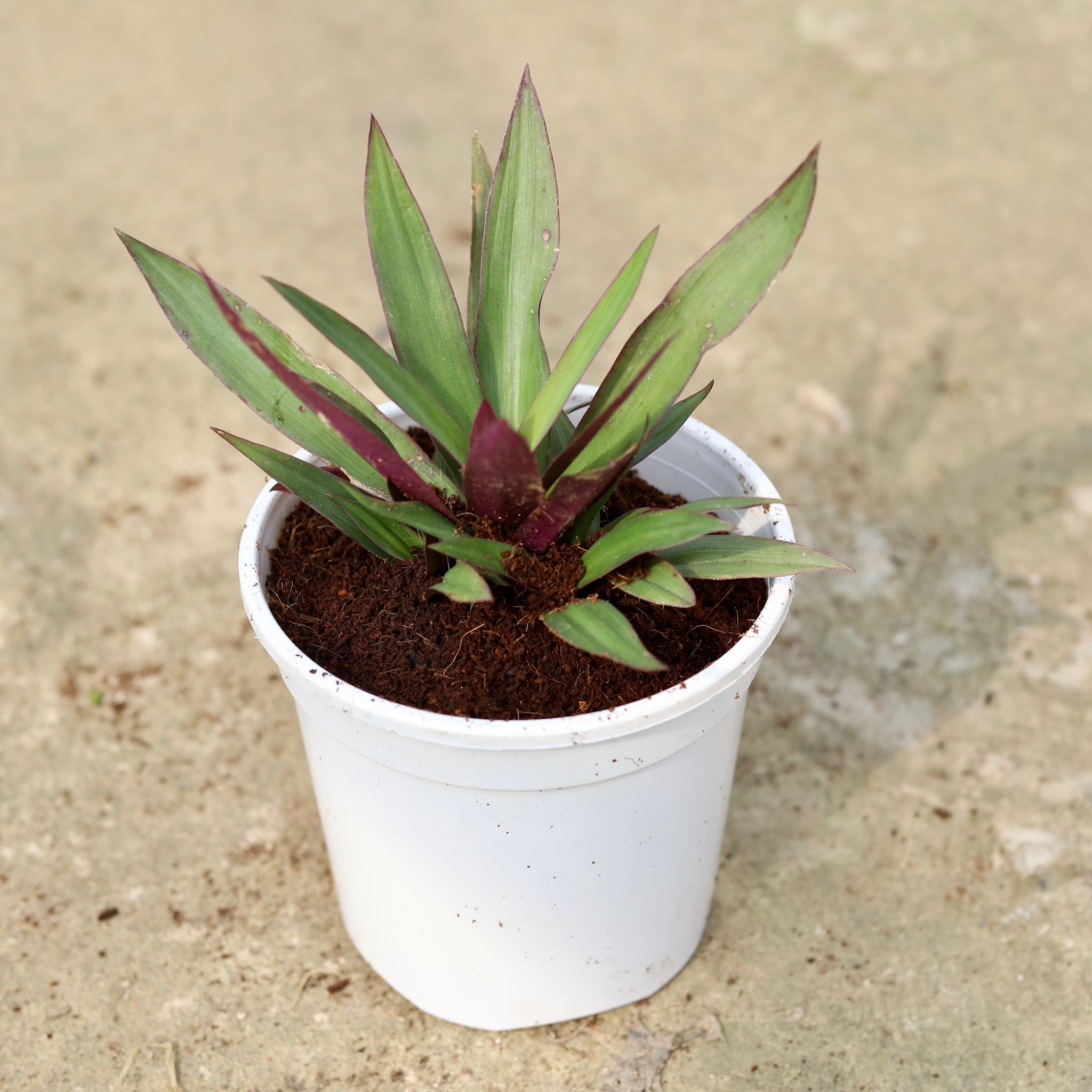 Rhoeo / Durangi in 6 Inch White Nursery Pot