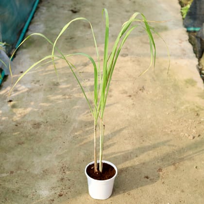 Buy Lemon Grass  In 6 Inch White Nursery Pot Online | Urvann.com