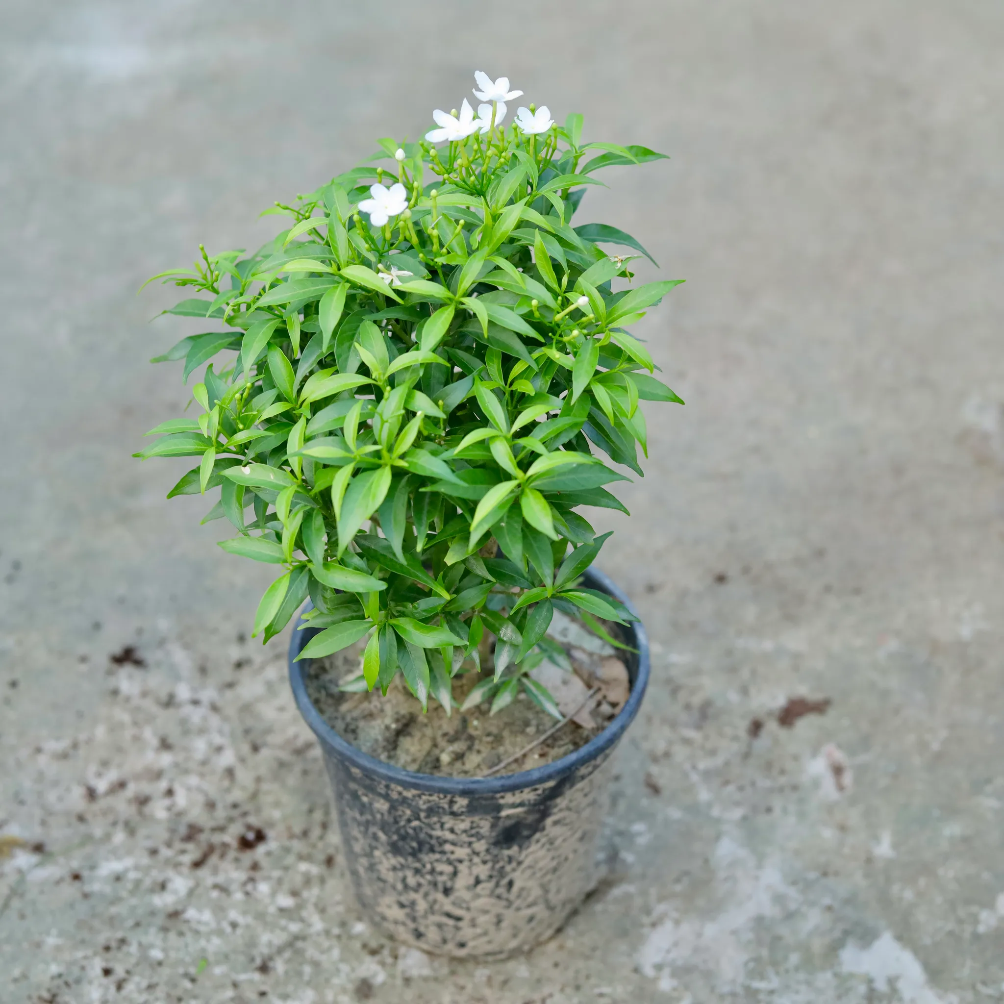 Chandni Dwarf White in 6 Inch Black Nursery Pot