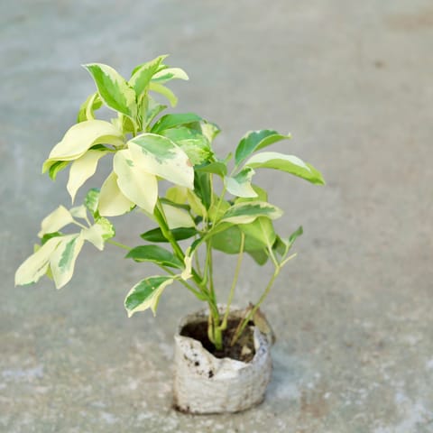 Schefflera Brassia in 6 Inch Nursery bag