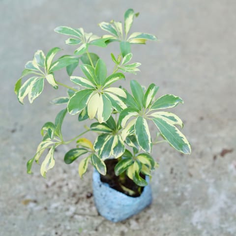 Schefflera Variegated in 5 Inch Nursery bag