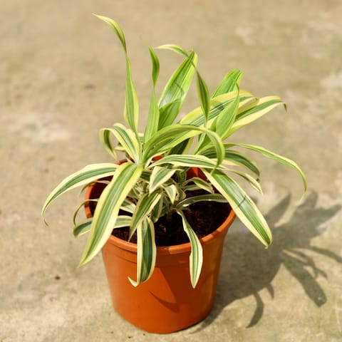 Song of India in 6 Inch Red Nursery Pot