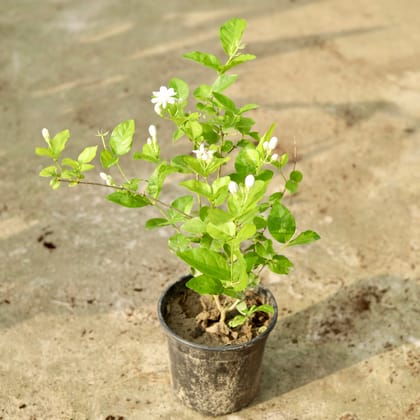 Buy Motia / Mogra White In 6 Inch Black Nursery Pot Online | Urvann.com