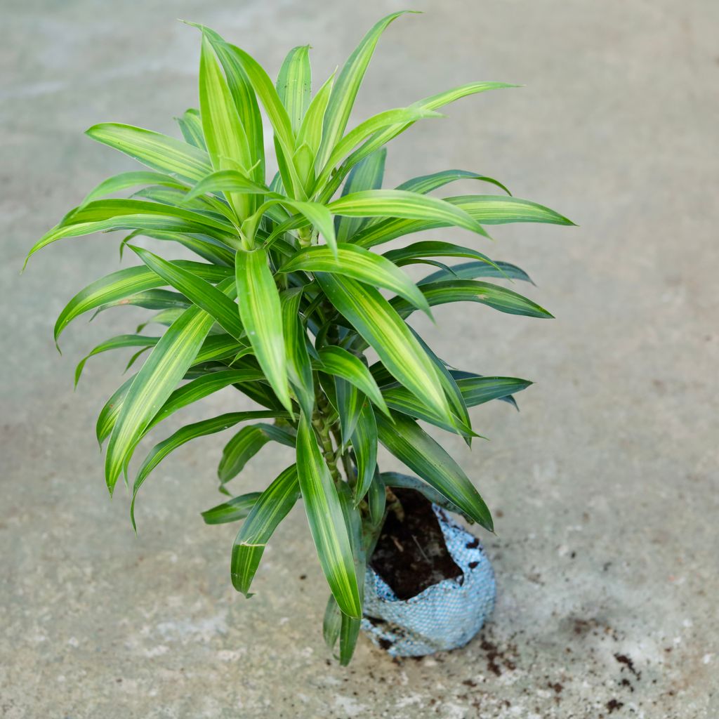 Dracaena Messenger Plant in 5 Inch Nursery bag
