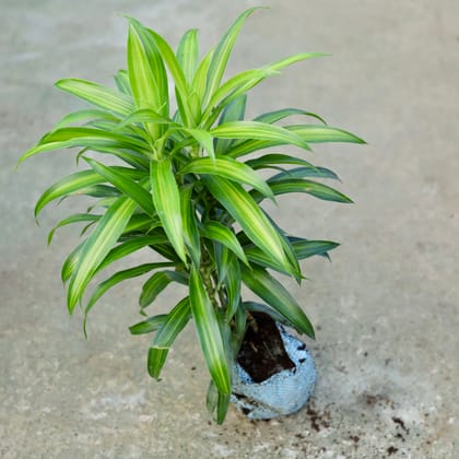 Buy Dracaena Messenger Plant In 5 Inch Nursery bag Online | Urvann.com