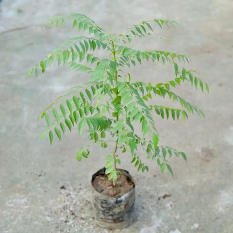 Curry Patta ~ 1.5Ft in 8 Inch Nursery bag