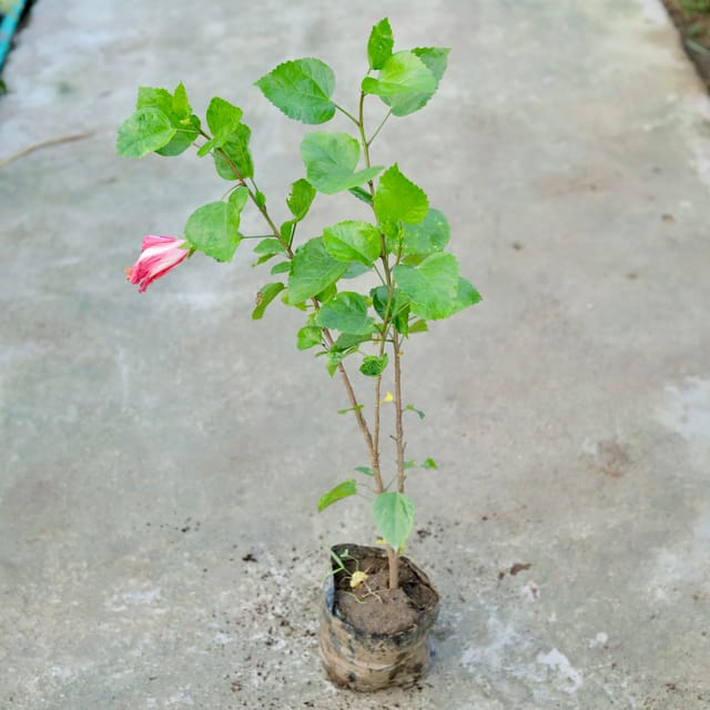 Hibiscus / Gudhal Red in 7 Inch Nursery bag