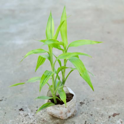 Buy Lucky Bamboo In 5 Inch Nursery bag Online | Urvann.com