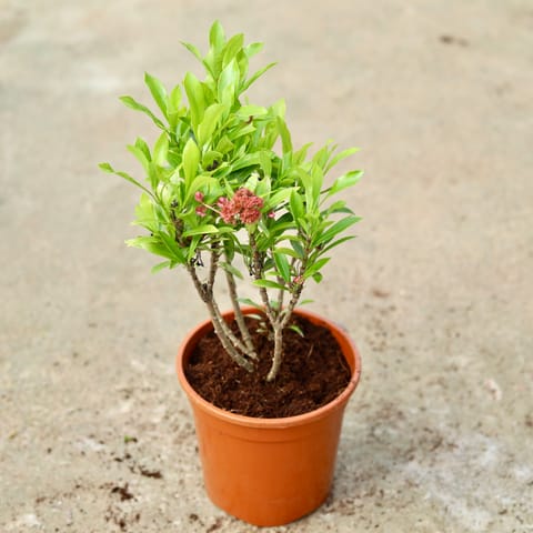 Ixora Miniature Pink in 6 Inch Red Nursery Pot