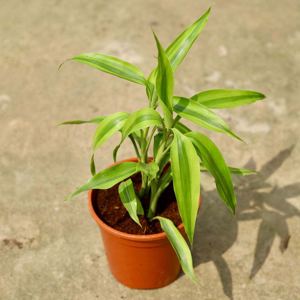 Buy Lucky Bamboo In 6 Inch Red Nursery Pot Online | Urvann.com Lucky Bamboo in 6 Inch Red Nursery Pot
