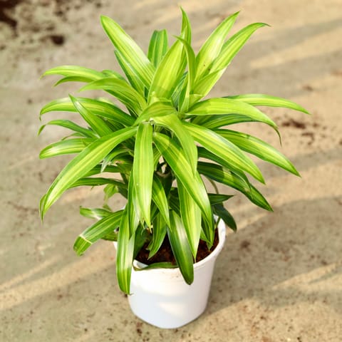 Dracaena Green Messenger in 6 Inch White Nursery Pot