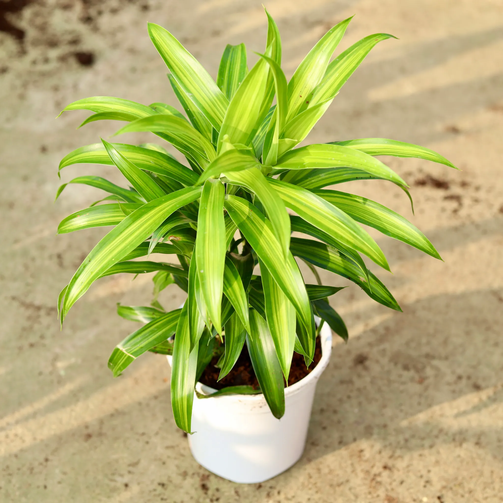 Dracaena Green Messenger in 6 Inch White Nursery Pot