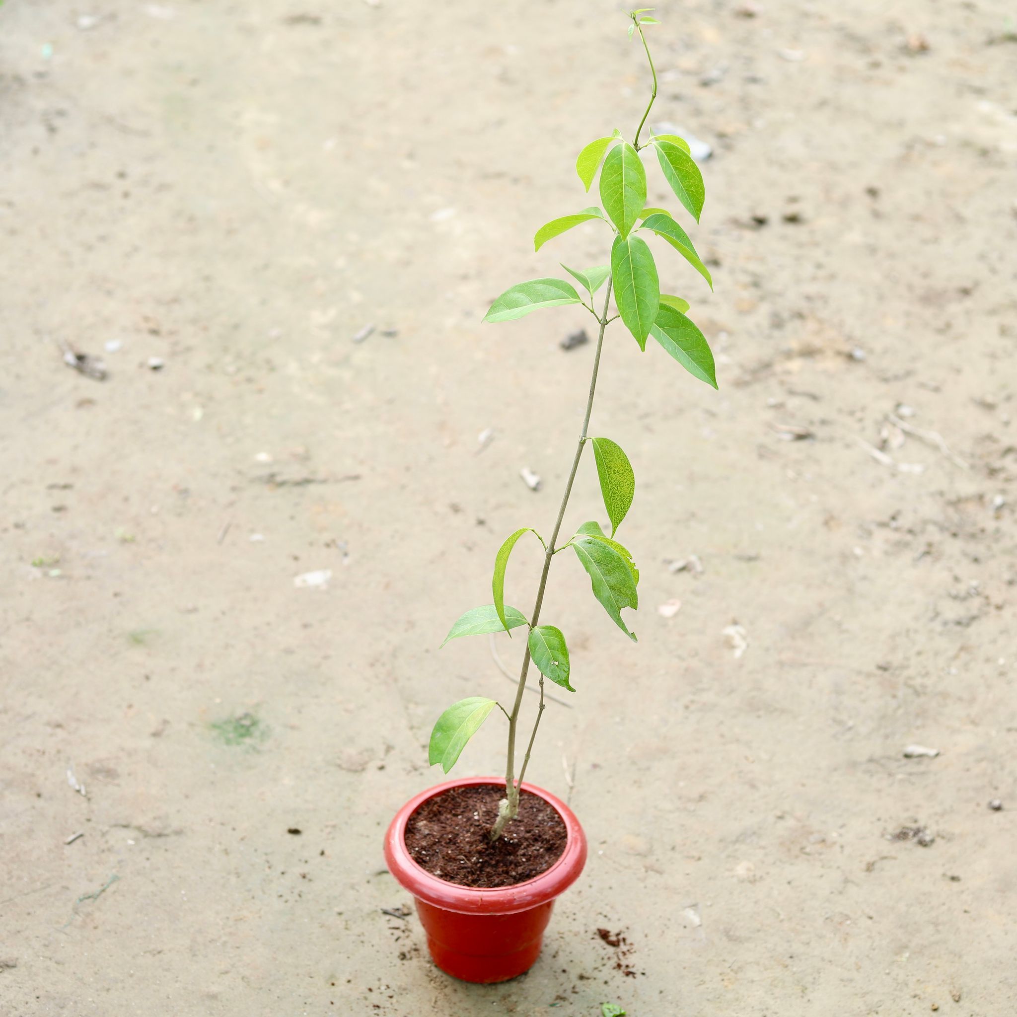 Garlic Vine / Lassan Bel in 6 Inch Classy Red Plastic Pot