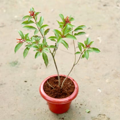 Buy Hamelia / Firebush plant in 6 Inch Classy Red Plastic Pot Online | Urvann.com
