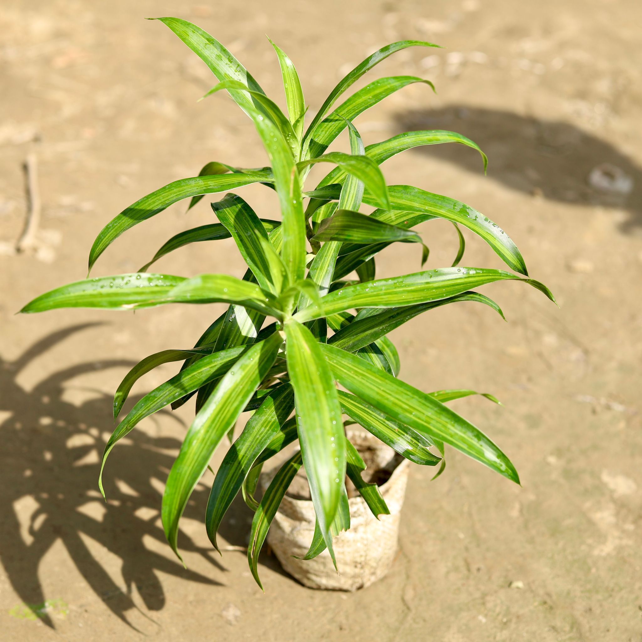 Dracaena Messenger / Song Of India Green in 4 Inch Nursery Bag