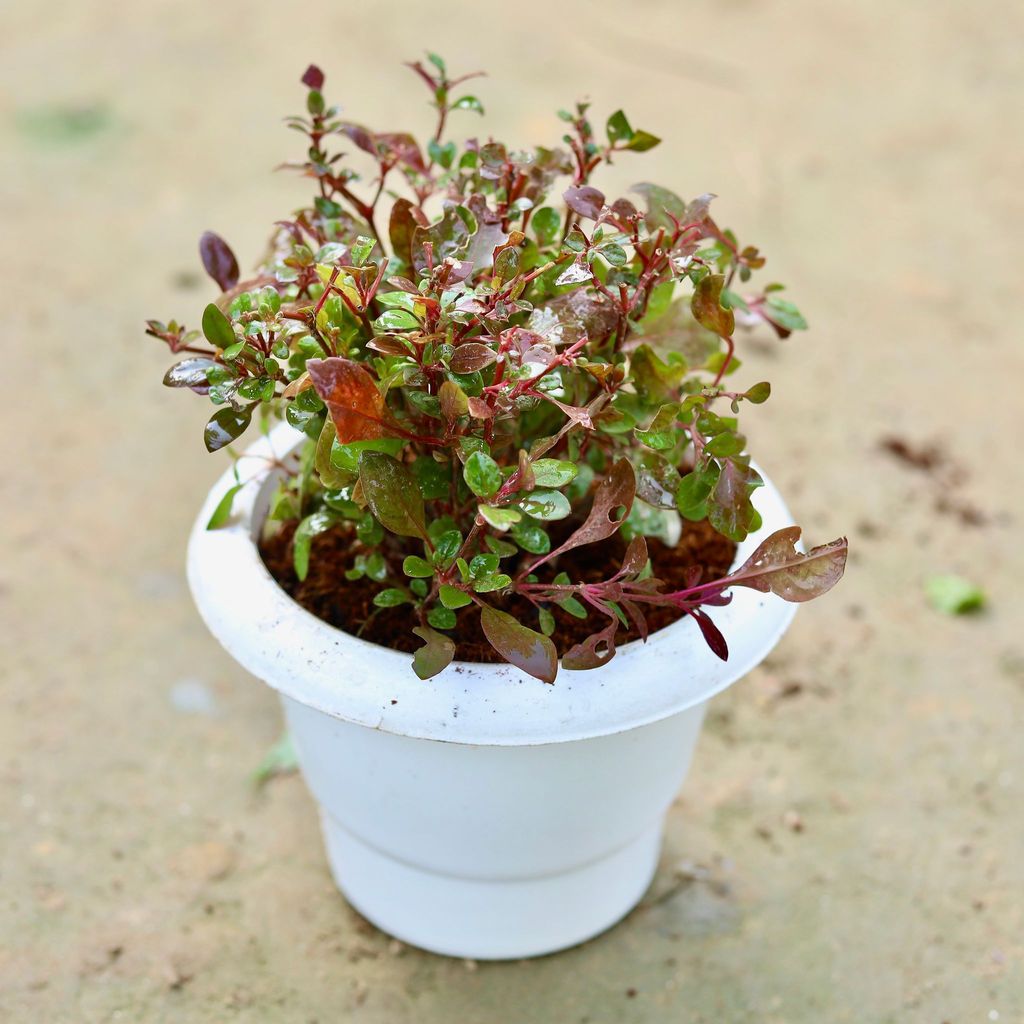 Buy Alternanthera Red in 6 Inch Classy White Plastic Pot Online | Urvann.com Alternanthera Red in 6 Inch Classy White Plastic Pot