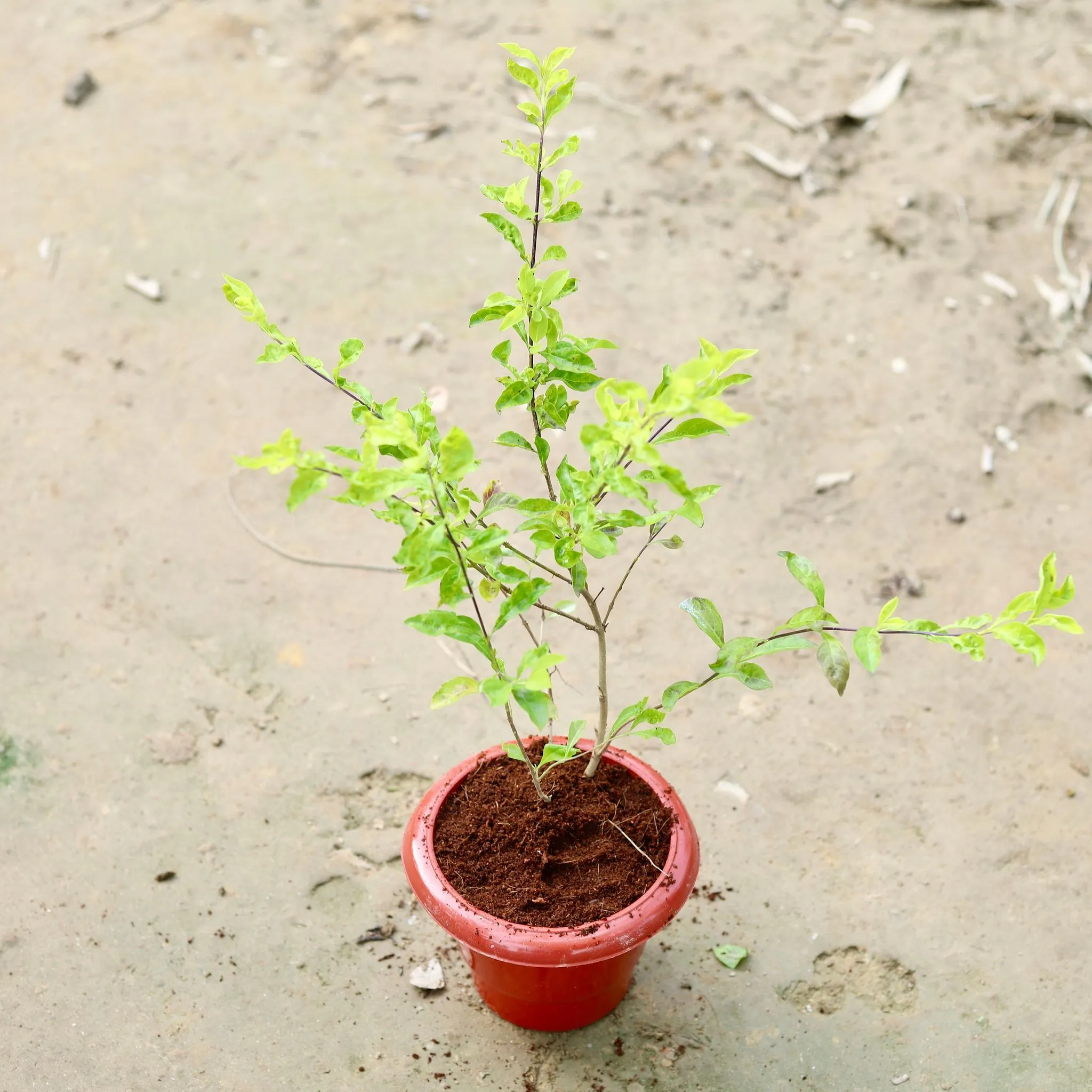 Golden Duranta in 6 Inch Classy Red Plastic Pot