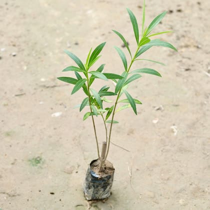 Buy Kaner / Oleander Pink in 4 Inch Nursery Bag Online | Urvann.com