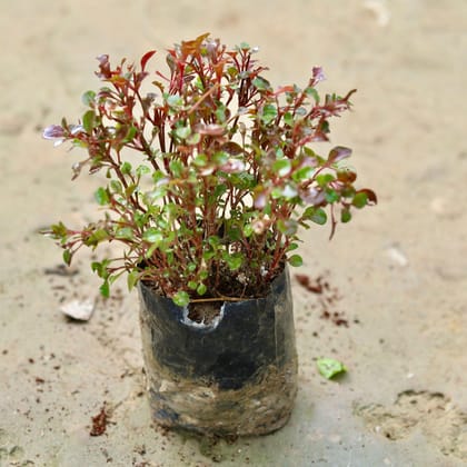 Buy Alternanthera Red in 4 Inch Nursery Bag Online | Urvann.com