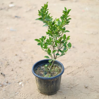 Buy Orange Plant in 8 Inch Plastic Pot Online | Urvann.com