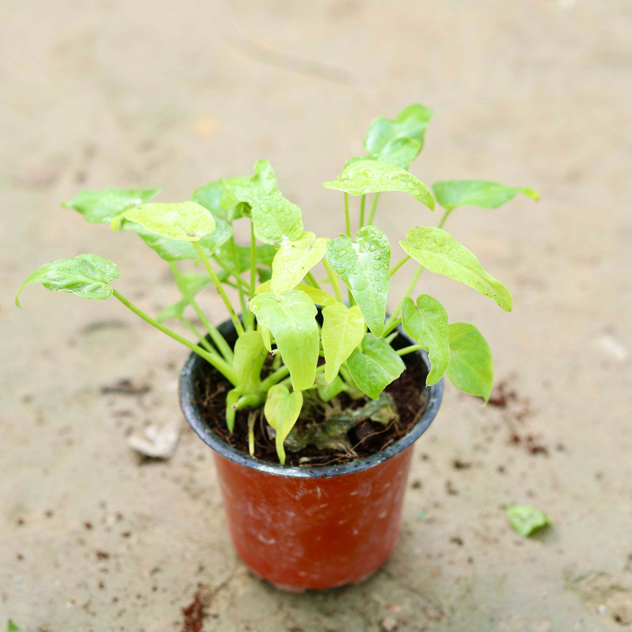 Xanadu Dwarf Golden in 4 Inch Nursery Pot